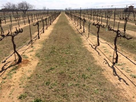 Life Cycle Of The Vines Grape Creek Vineyards