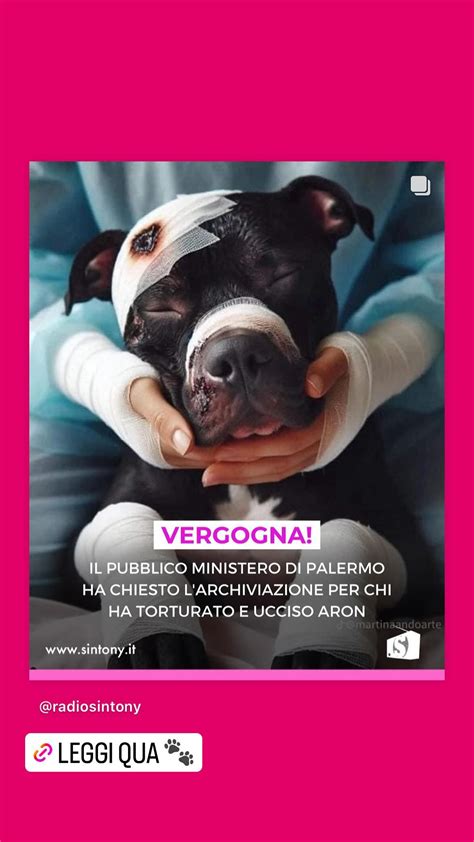 Palermo luomo che ha bruciato vivo il suo cane non è imputabile il