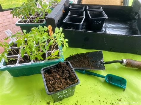 Mission Repiquage Des Plants De Tomates En Godets La Pelle Du Jardin