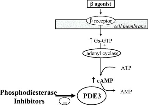 Inotropes And Vasopressors Circulation