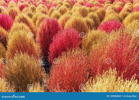 Kochia Scoparia Grass Royalty Free Stock Photo Cartoondealer