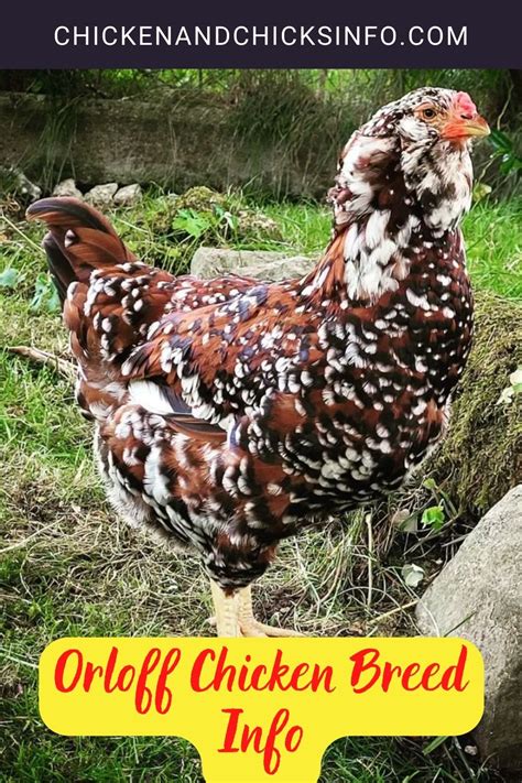 Orloff Chicken Breed Info - Chicken & Chicks Info