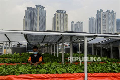 Cerita Sukses Panen 100 Kg Sayur Hidroponik Di Rooftop Jakarta