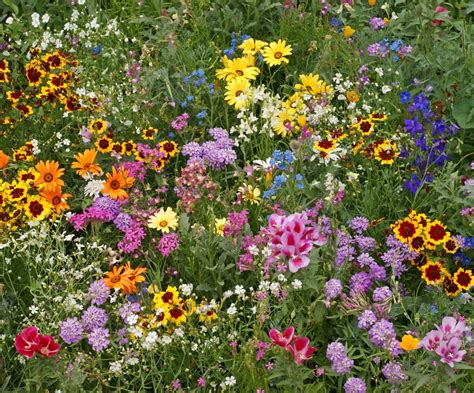 annual wildflower mix buffalo brand seed