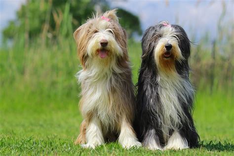 Bearded Collie Steckbrief Charakter Pflege And Haltung