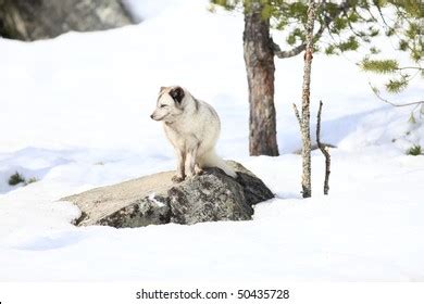 156 Arctic Fox Eating Images, Stock Photos & Vectors | Shutterstock