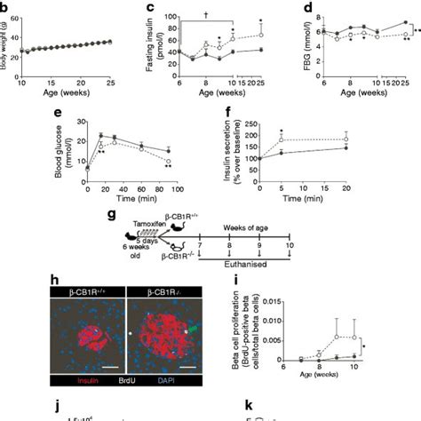 Insulin Levels Glucose Levels And Beta Cell Proliferation In β Cb1r−−