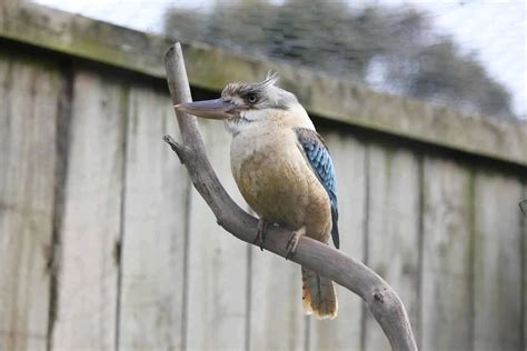 Phillip Island Wildlife Park - Animal Zoo Opening Hours & Ticket Prices