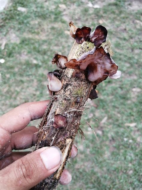 Jelly Ear: Edible Wild Mushrooms – My Kampung Life