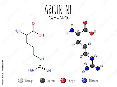 Arginine Amino Acid Representation Skeletal Formula And 2d Structure Illustration Isolated On