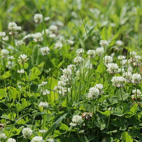 White Clover Trifolium Repens Seeds