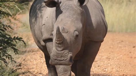 Nashorn Wilderei In S Dafrika Merklich Angestiegen Gmx