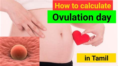 How To Calculate Ovulation Date In Tamil Ovulation Days After Period