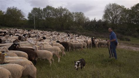 Los ganaderos de Málaga reclaman mataderos comarcales móviles para