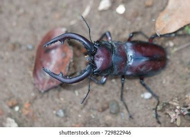 1,420 Stag Beetle Antlers Images, Stock Photos & Vectors | Shutterstock