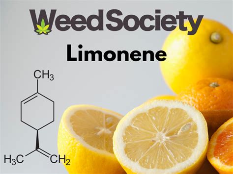 Limonene Need To Know About Fruity Terpene Weedsociety