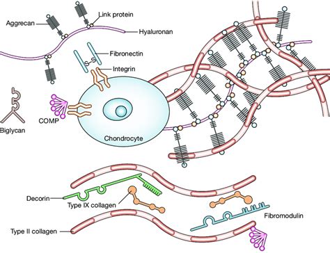 Extracellular Matrix Of Cartilage Three Classes Of Proteins Exist In