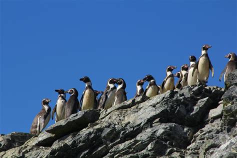 Voluntarios Realizar N Masiva Limpieza De Pl Stico En La Costa De