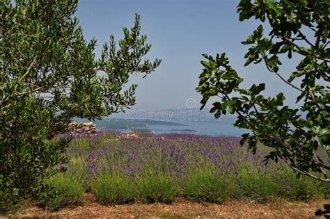 Lavender Field on Hvar Island Stock Image - Image of agriculture, adriatic: 283235647