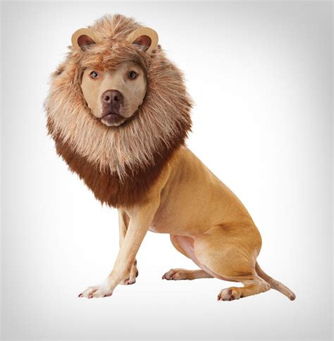 Dog Lion Mane Costume