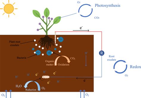 Illustrative Diagram Of Plant Microbial Fuel Cells Pmfc Download Scientific Diagram