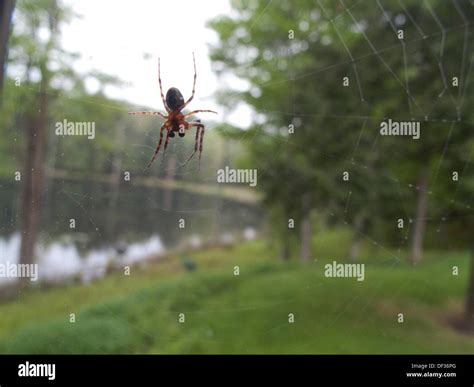 Orb weaver spider in web Stock Photo - Alamy