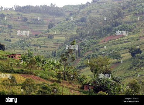 Rural Rwanda Land Of 1000 Hills Farms Banana And Hills With Terracing