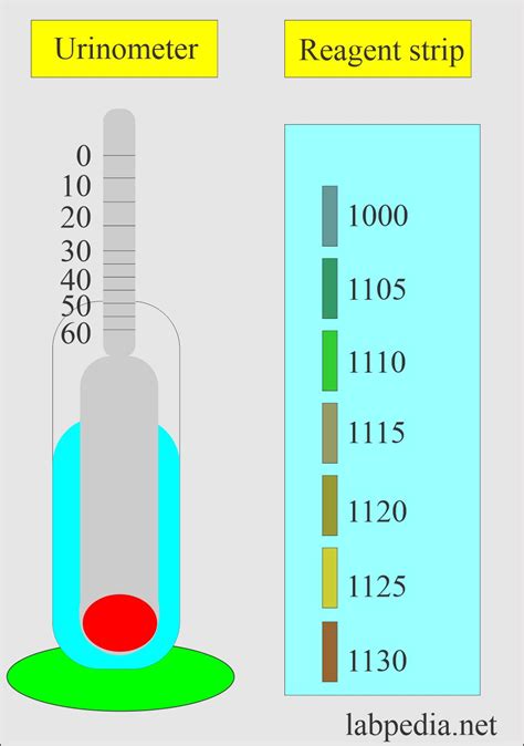 Urine Specific Gravity and Its Significance - Labpedia.net