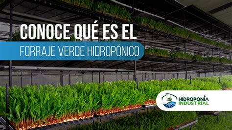 Conoce qué es el Forraje Verde Hidropónico FVH