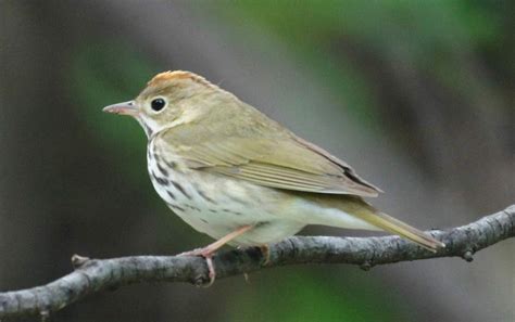 Oven Bird Profile Facts Nest Song Traits Range Diet