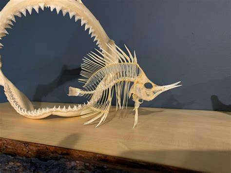 Real Alligator Gar skeleton, Fish skeleton taxidermy, armored fish ...