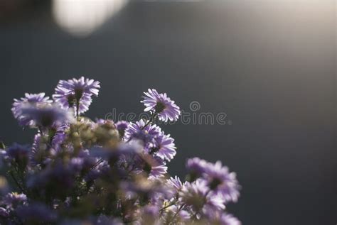 Purple aster flowers stock photo. Image of perennial - 139116812