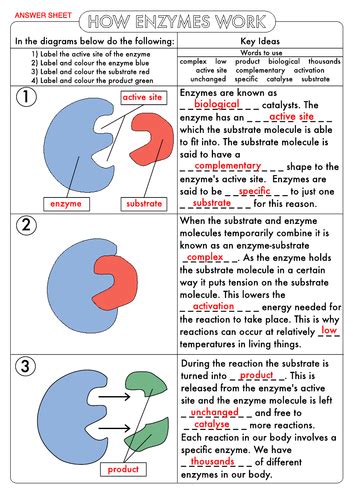 Gcse Biology Enzyme Worksheet Pack Teaching Resources