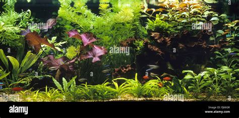 tropical fresh water fish tank Stock Photo - Alamy