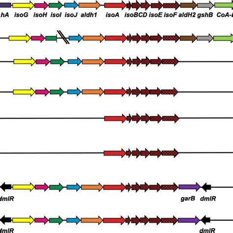 Isoprene metabolic gene clusters from representative isoprene-degrading... | Download Scientific ...