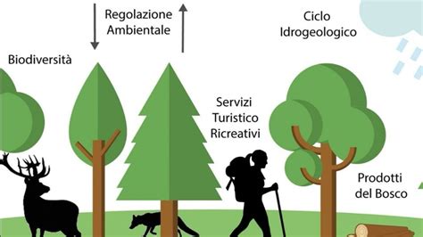 Workshop Di Afai Per Individuare Le Peculiarit Dei Servizi