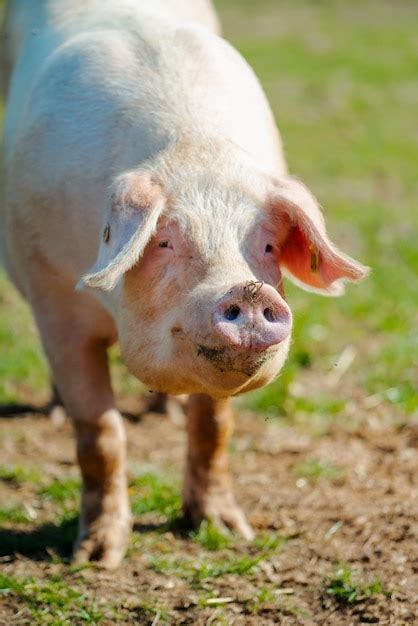 Premium Photo Pigs In Field Healthy Pig On Meadow