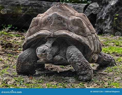 Seychelles Giant Tortoise 3 Stock Photo Image Of Giant Tortoise