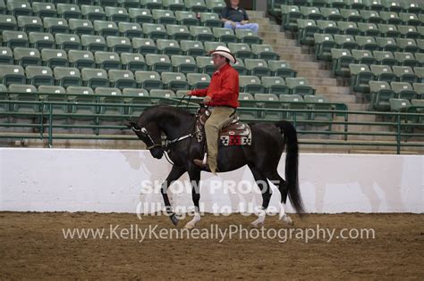 Kelly Kenneally Photography Class Reg Arabian Western Pleasure