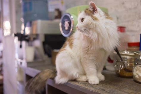 Premium Photo Beautiful Pet Cat Sitting On Table At Home Looking At