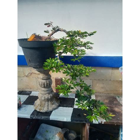 Jual Bonsai Jadi Kaliandra Surinamensis Gaya Cascade Shopee Indonesia