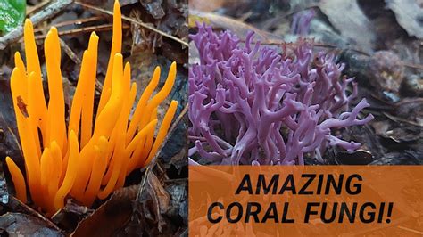 Coral Fungi