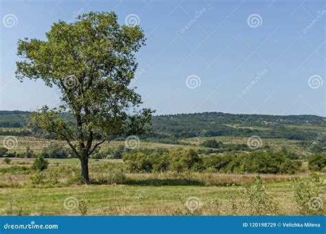 Landscape Of Summer Nature With Green Glade Forest And Big Single Tree