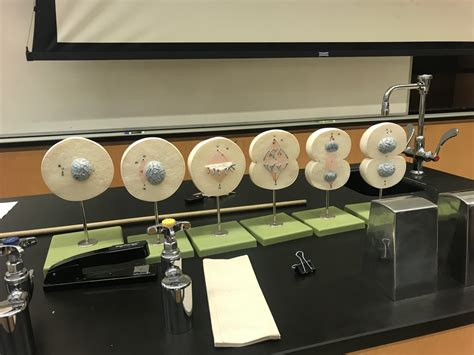 Cell Division Lab Exam Diagram Quizlet