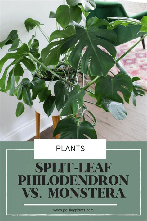 Split Leaf Philodendron Vs Monstera Paisley Plants