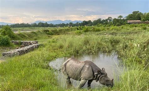 2 Nights 3 Days Chitwan Jungle Safari Tour Package Best Price