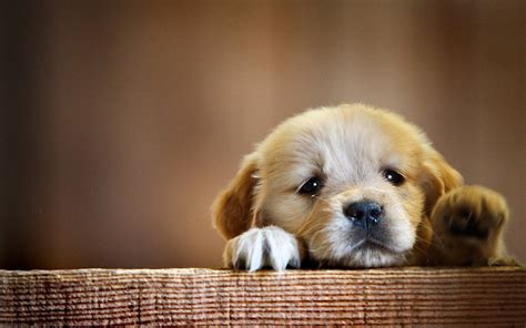 Adorable Puppy HD Wallpaper