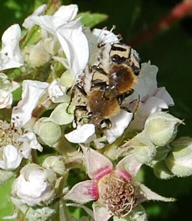 Eurasian Bee Beetle From Garreg Ddu Reservoir Rhayader LD6 5HE UK On