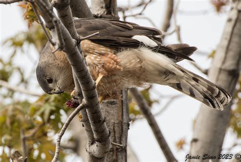 Female Cooper S Hawk Eating Female House Finch Ironekilz Flickr