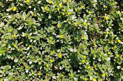 How To Plant And Grow Purslane Gardeners Path